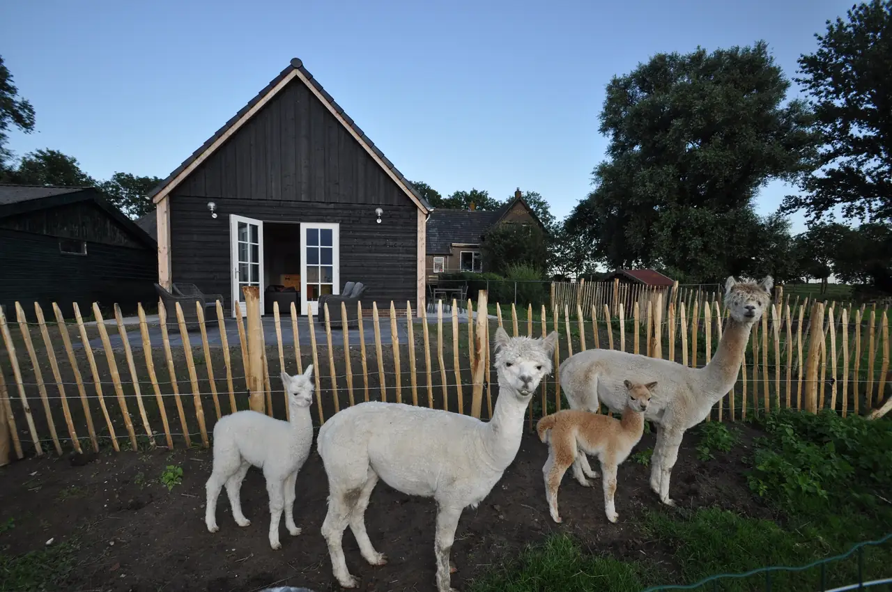 Alpaca IJsseldelta Logies - Bed and Breakfast IJsselmuiden