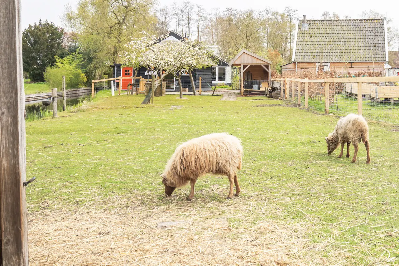 de Swarte Pauw - B&B Kortenhoef