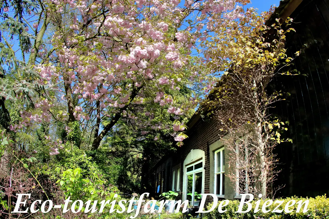 Eco-touristfarm De Biezen - B&B Aarle-Rixtel