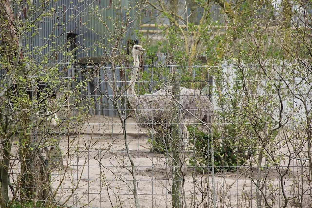 Bed & Breakfast de Struisvogelboerderij - B&B Haastrecht