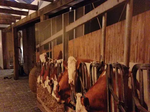 B&B Veen 107 - Bed and Breakfast Den Haag