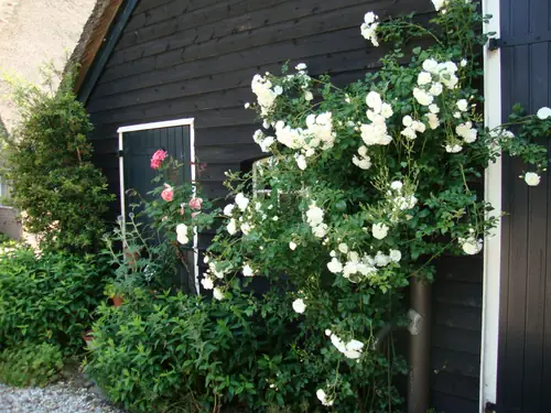 B&B Het Verwende Nest - B&B Beilen