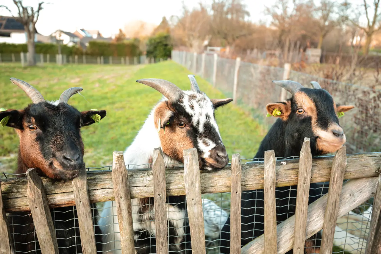 Hof van Kleeberg - B&B Mechelen
