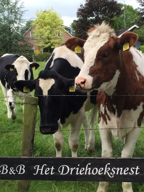 Het Driehoeksnest - B&B Dalfsen