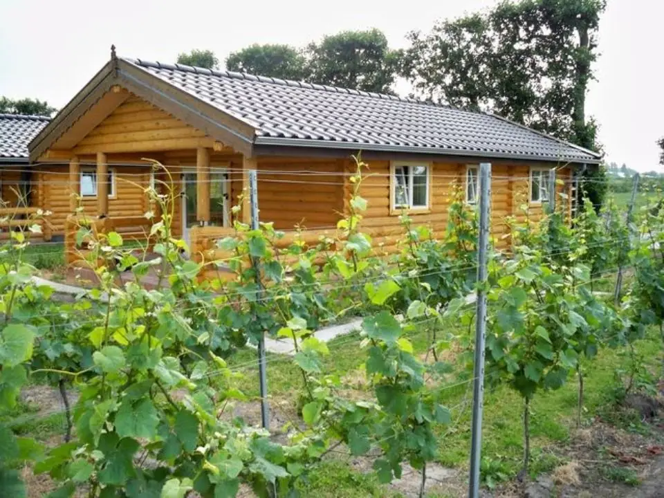 Wijngaard Saalhof - B&B Wognum