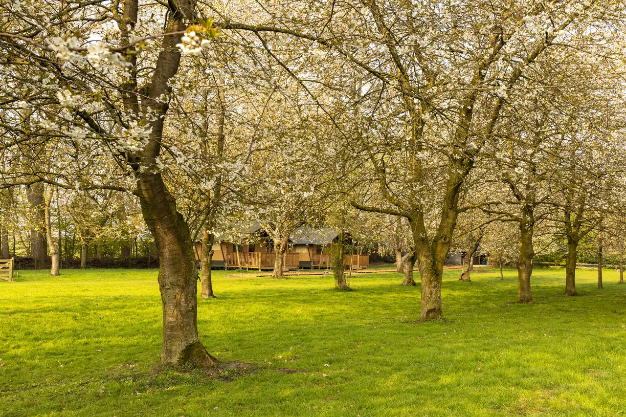 The Green Garden Suite