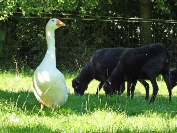 De Reijsehoeve - Ferienwohnung Gemert