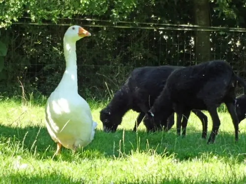 De Reijsehoeve - Ferienwohnung Gemert