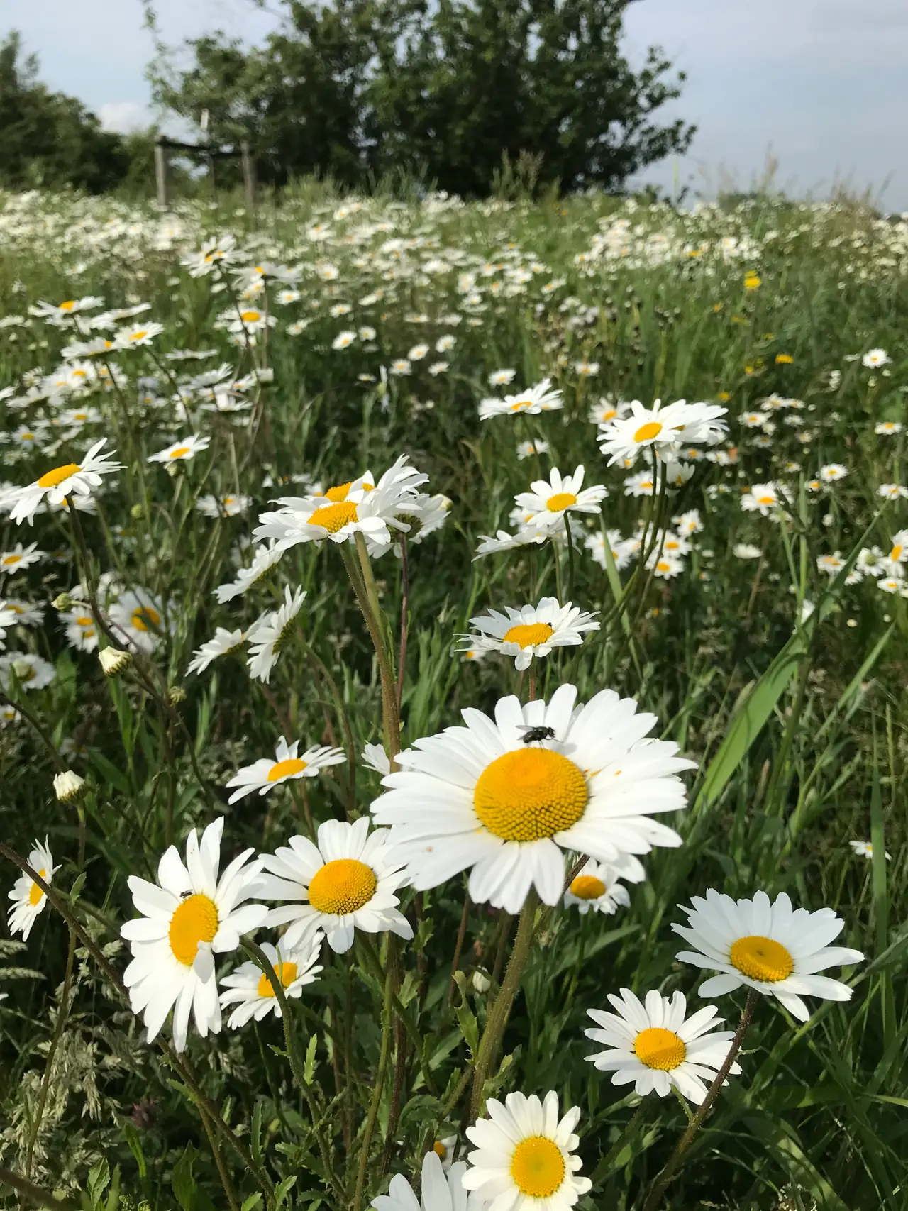 Klein Garnwerd 9 - Bed and Breakfast Winsum