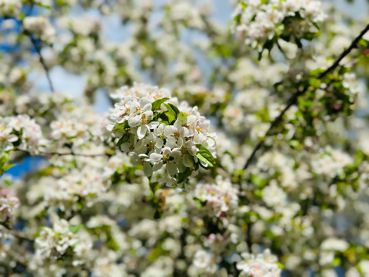 Pleisterplaats Schöppert B&B - B&B Noordijk