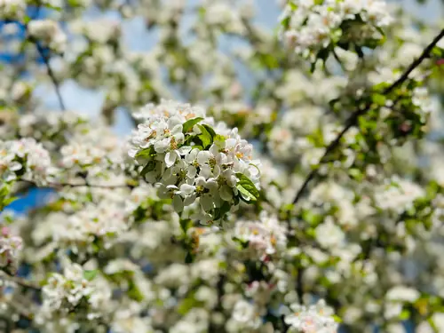 Pleisterplaats Schöppert B&B - B&B Noordijk