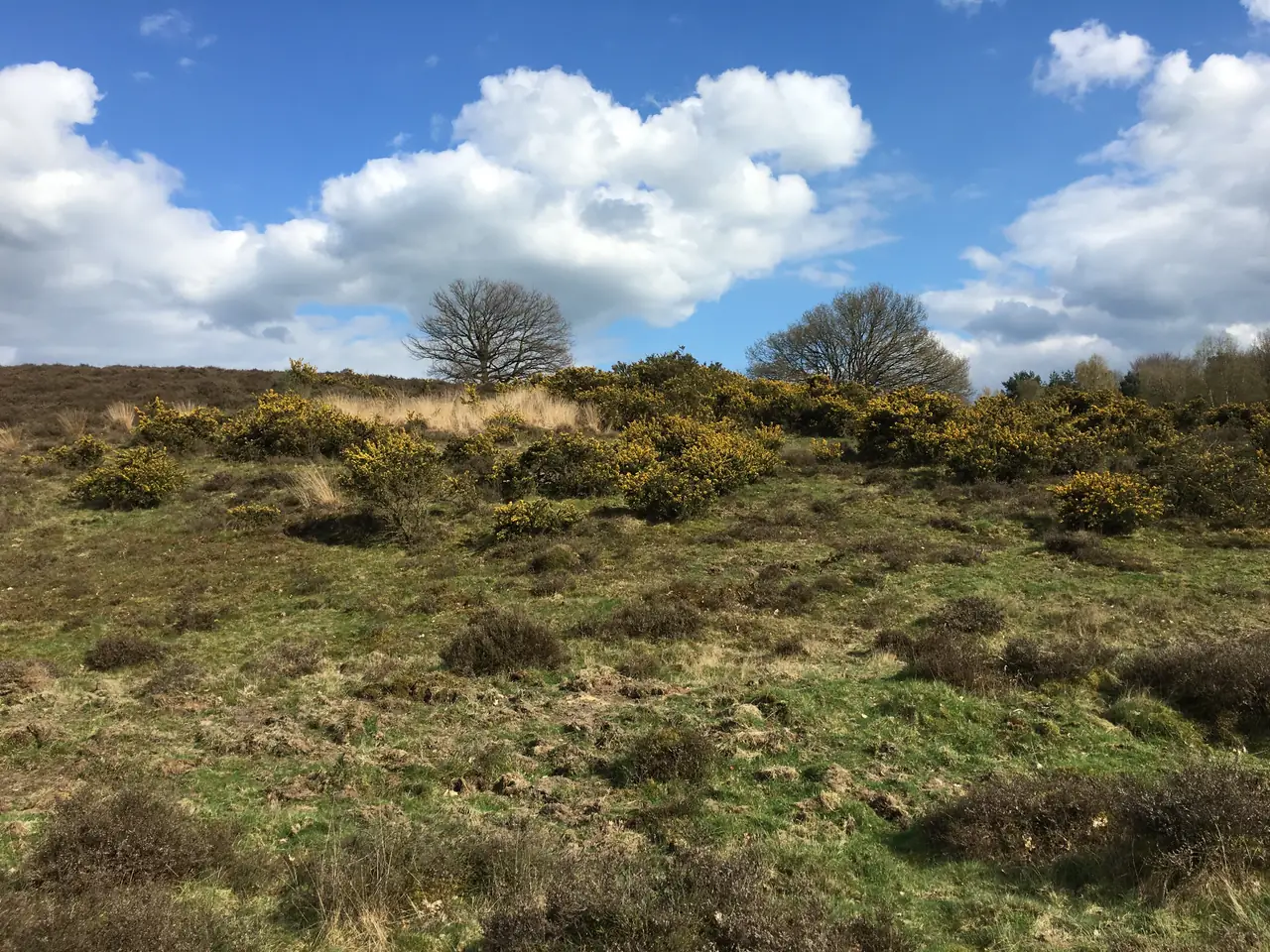 Buutvrij - B&B Rheden