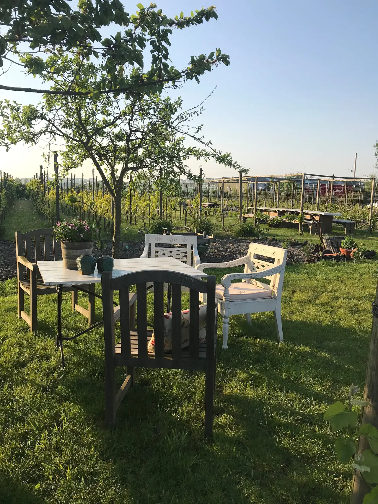 Wijngaard Noordwijk - B&B Noordwijk-Binnen