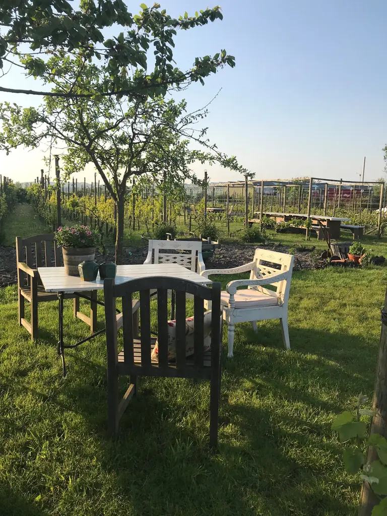 Wijngaard Noordwijk - B&B Noordwijk-Binnen