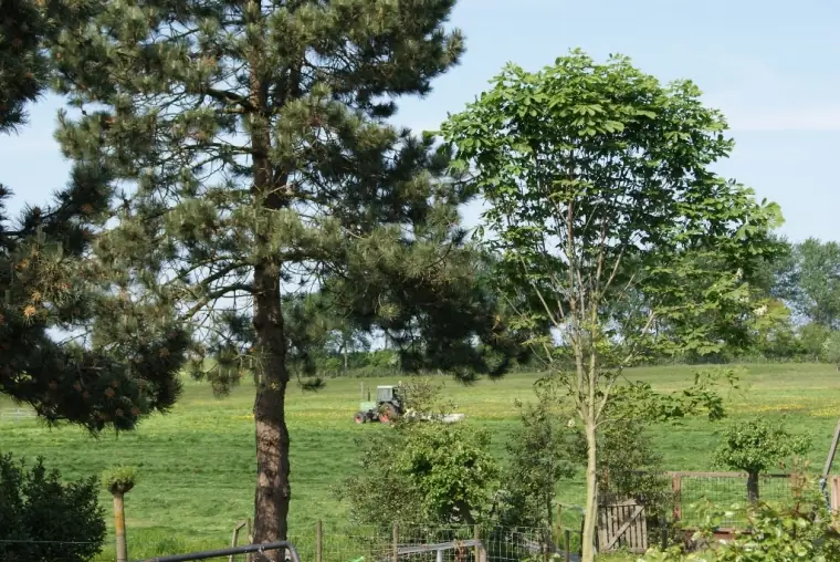 Carla Lagerburg - Bed and Breakfast Edam