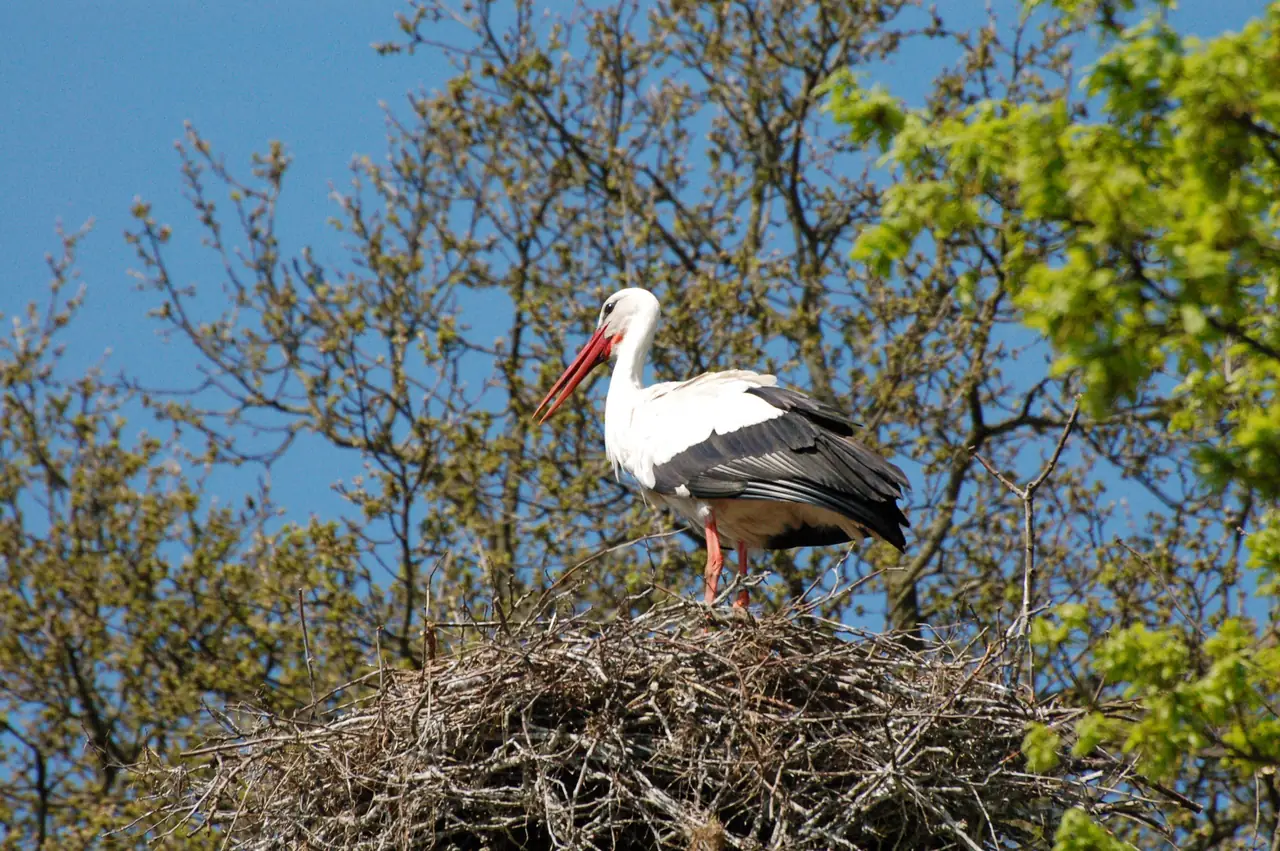Landgoed Welgelegen - B&B Koekange