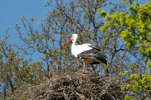 Landgoed Welgelegen - B&B Koekange