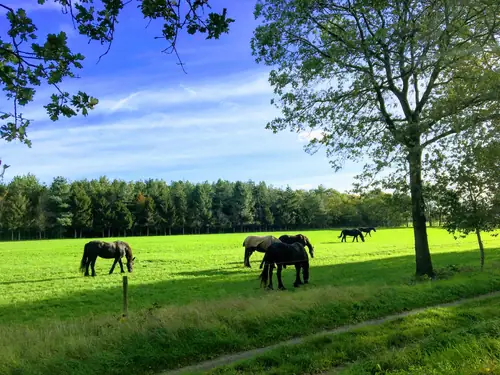 B&B Ut Hoeveneind - B&B Oosterhout