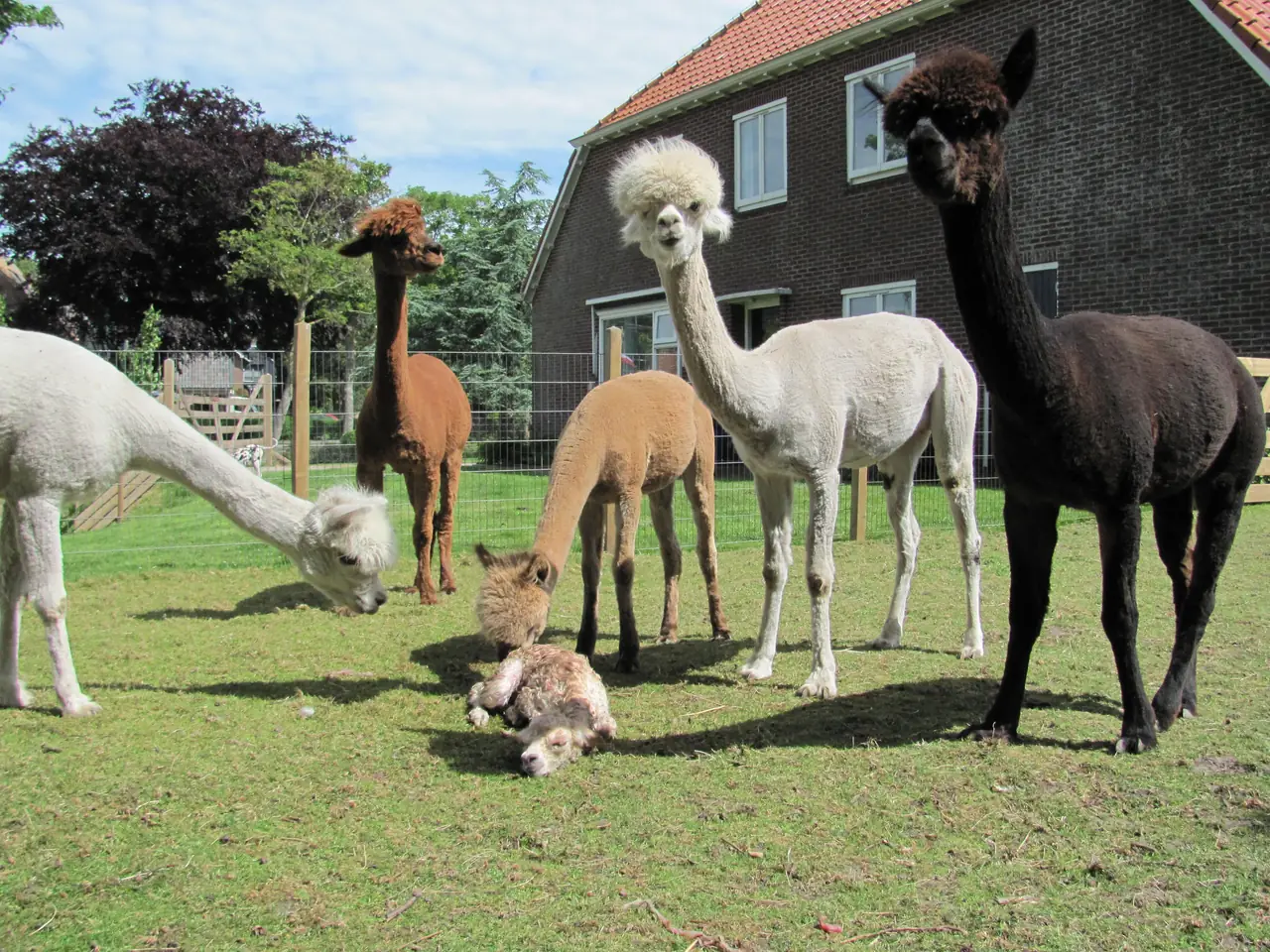 Huize Weltevree - Ferienwohnung Schellinkhout