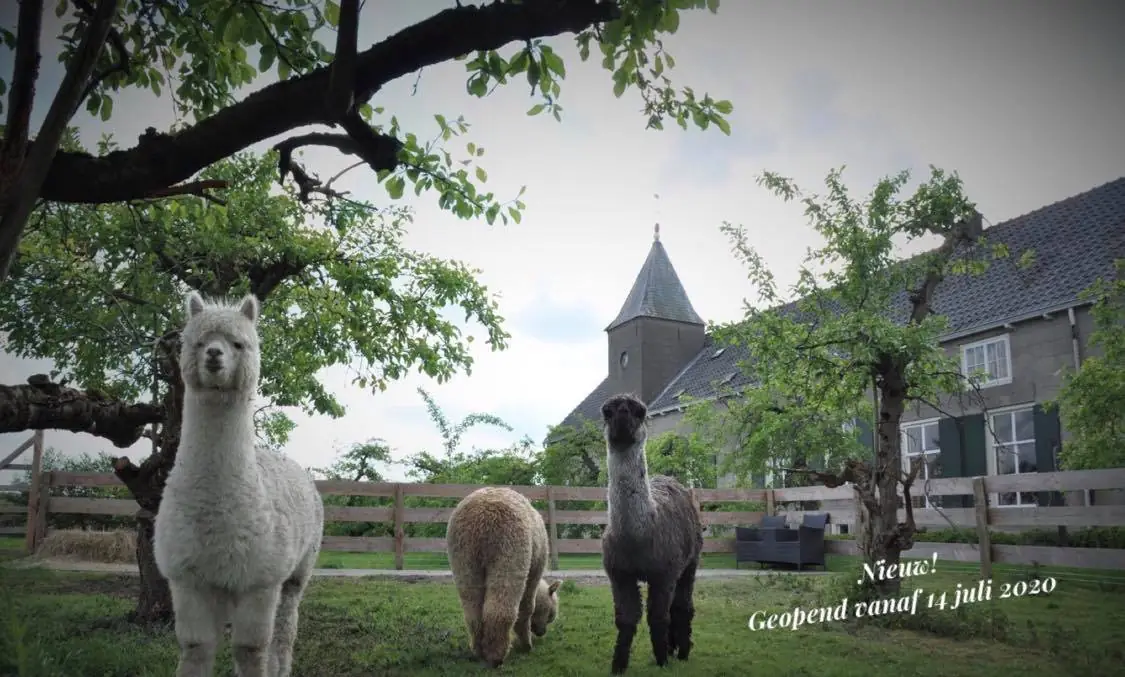 Bed & Brood De Vogelpoel - B&B Wijk bij Duurstede