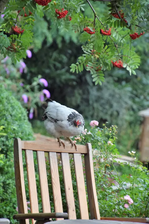 Huisje onder de Linden - B&B Munnekeburen