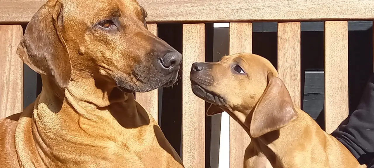 B&B Weltevree - B&B Oosterbeek