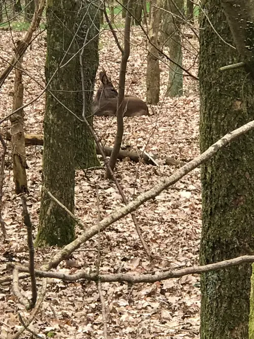 Auckemastate - B&B Heerenveen