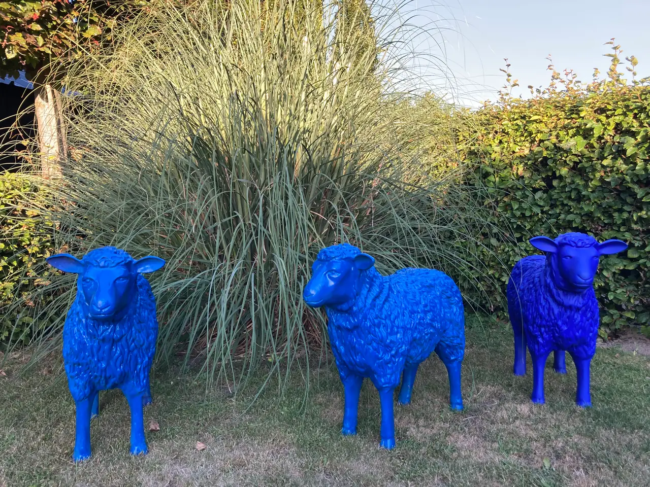 de blauwe schapen - Bed and Breakfast Venray