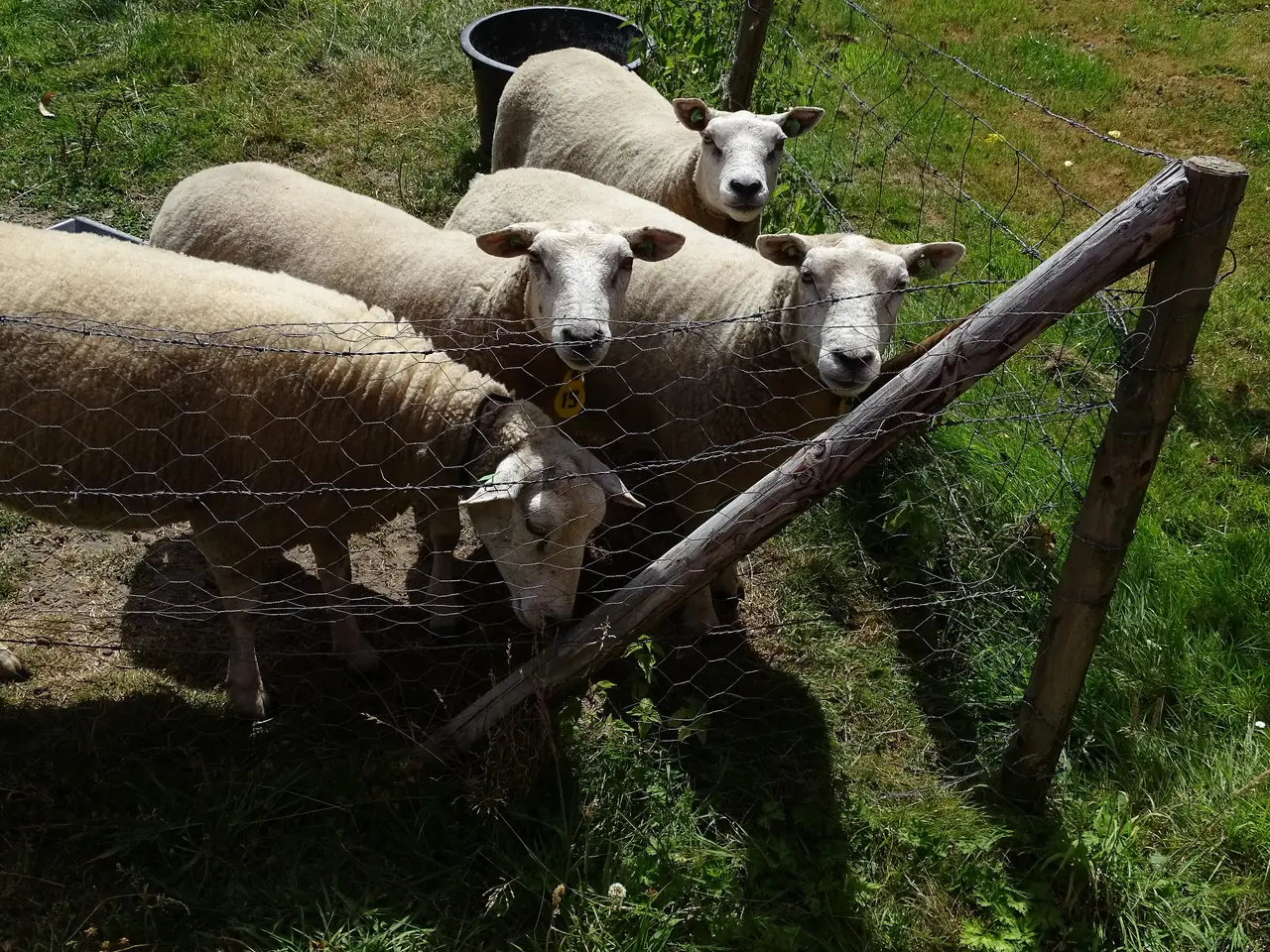 Bed en Breakfast Het Loont Assen - B&B Assen