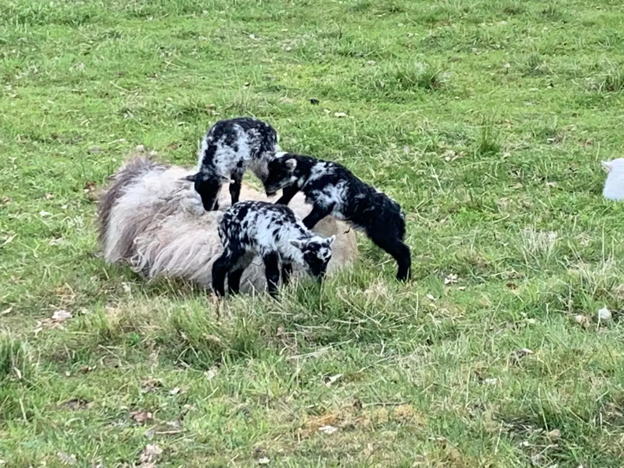 De Kempse Hoeve - Bed and Breakfast Boxtel