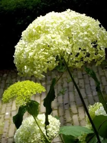 B&B Sea Etcetera - B&B L'Aia