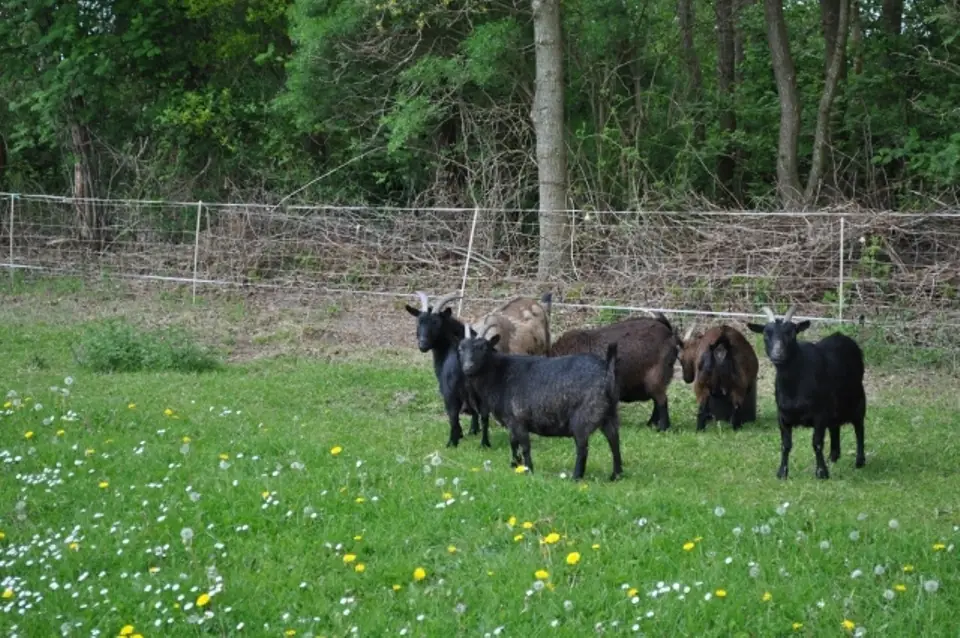 de Paardenstal - Bed and Breakfast Een