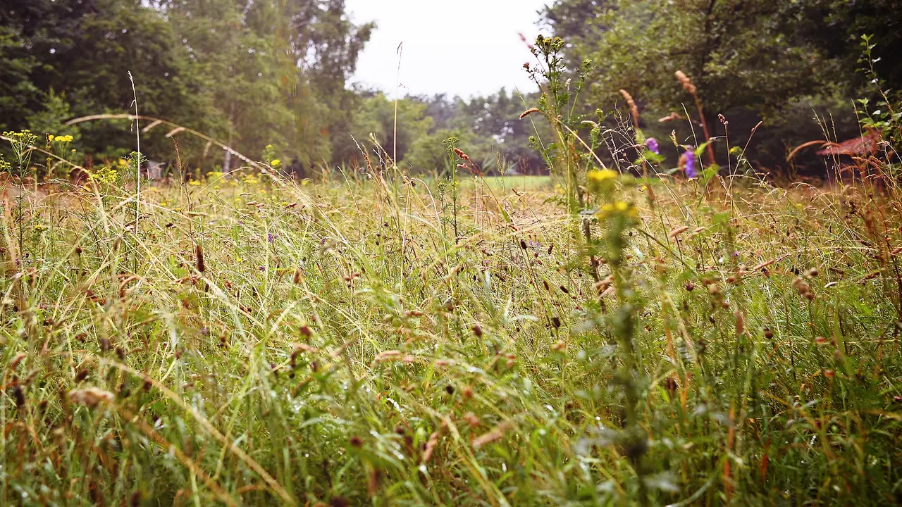 De Bijenberg - B&B Dedemsvaart