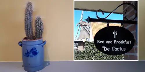Bed and Breakfast 'De Cactus' - B&B Ommen