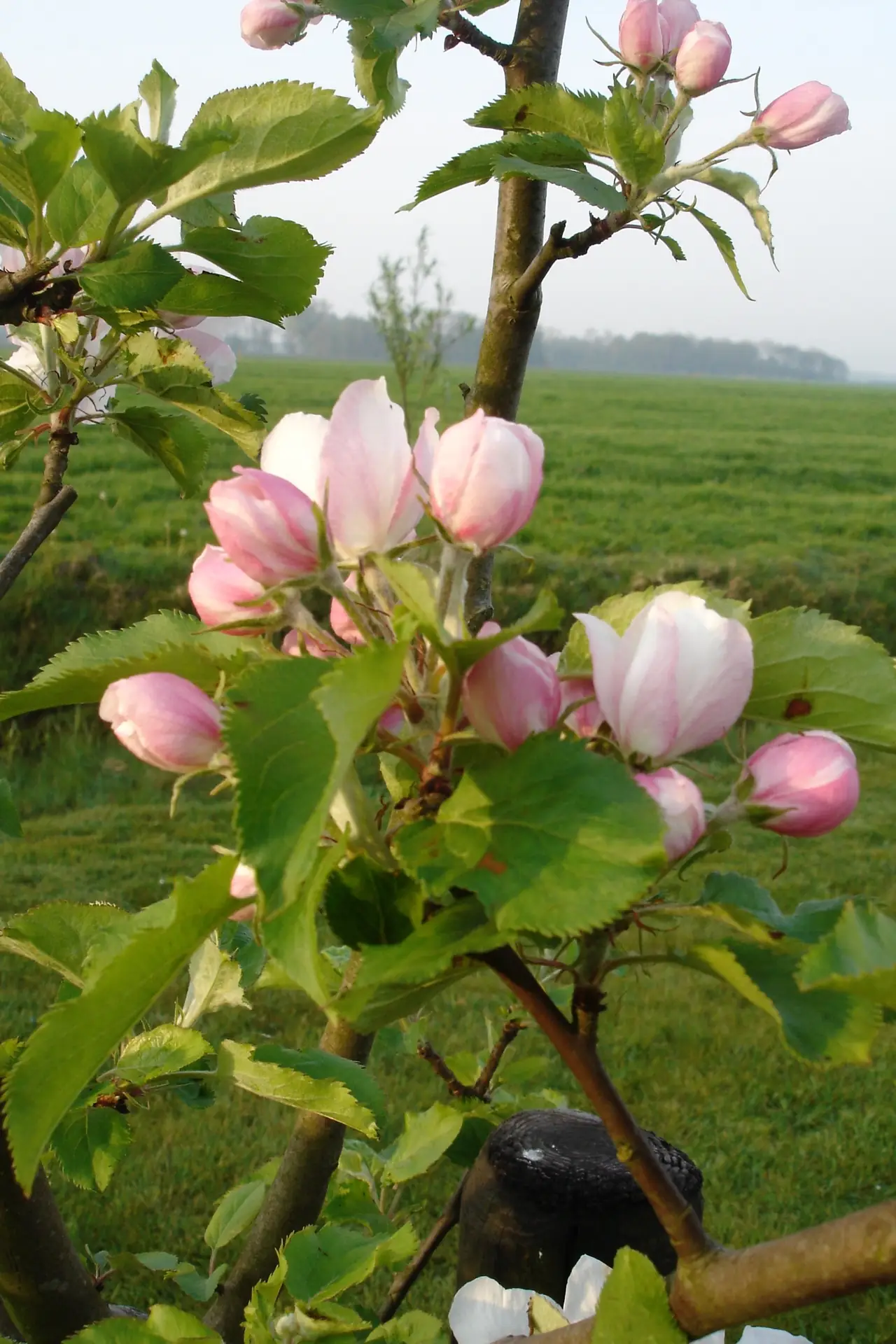 Het Woudhuisje - B&B Gytsjerk