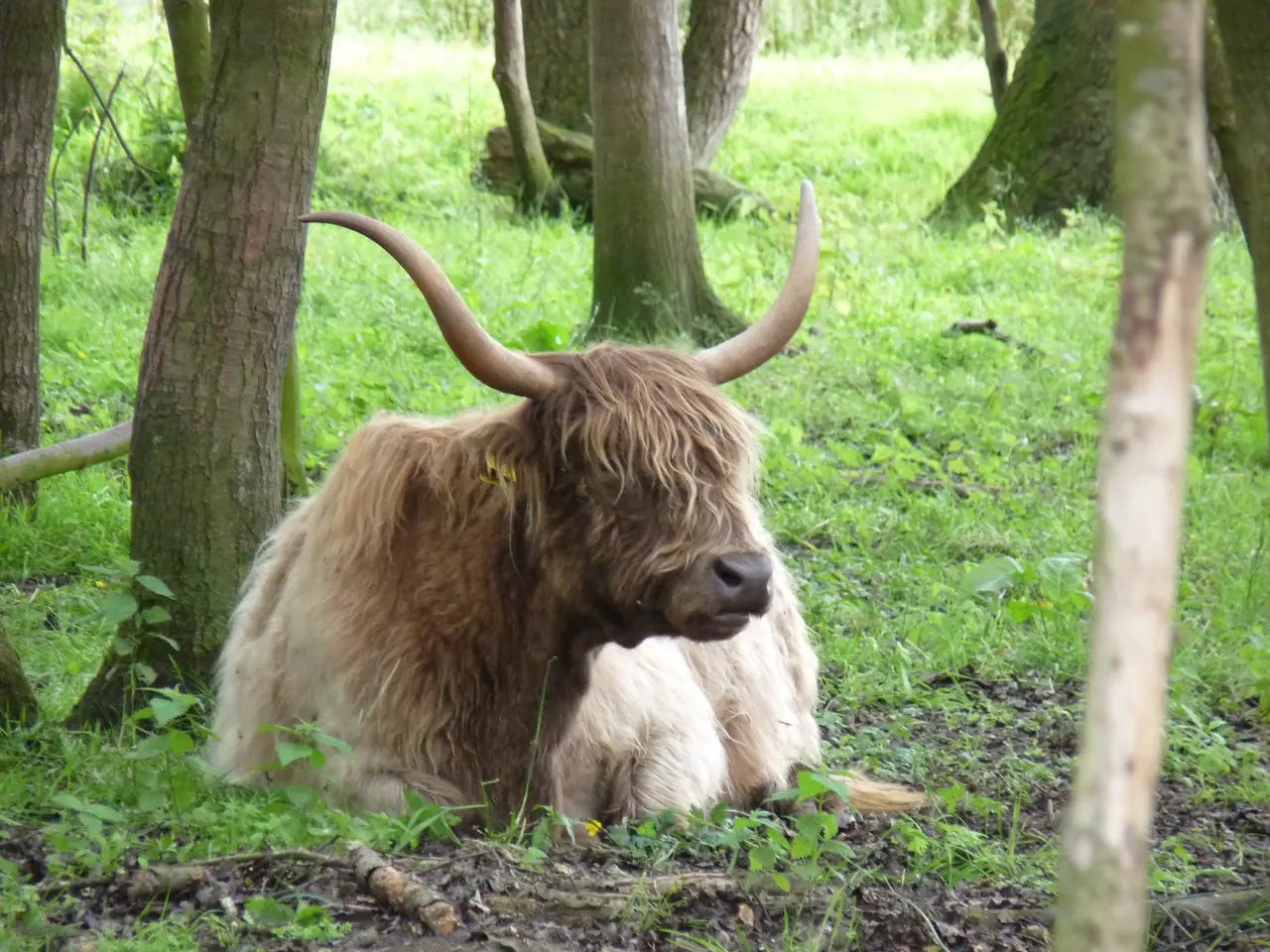 B&B Bos-Inn - Bed and Breakfast Meppen