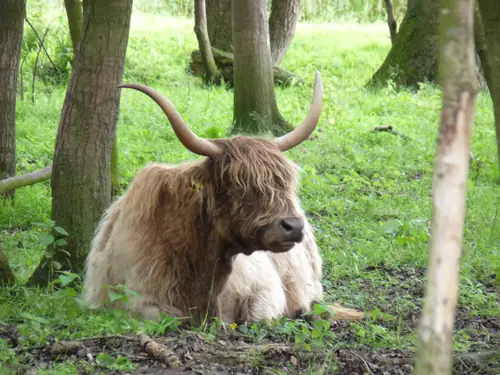 B&B Bos-Inn - Bed and Breakfast Meppen