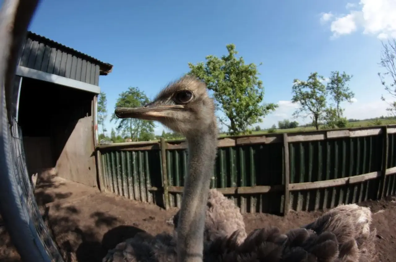 Bed & Breakfast de Struisvogelboerderij - Chambres d’hôtes Haastrecht