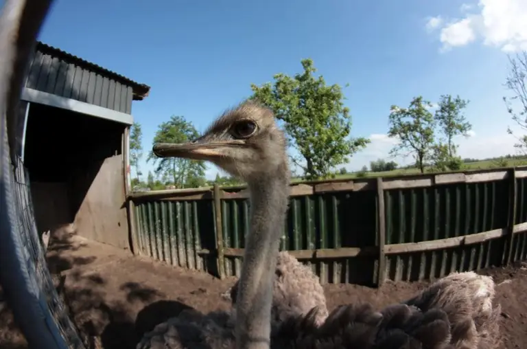 Bed & Breakfast de Struisvogelboerderij - B&B Haastrecht