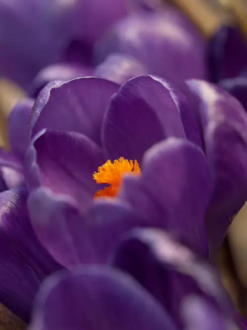 De Schuur Inn - Ferienwohnung Numansdorp