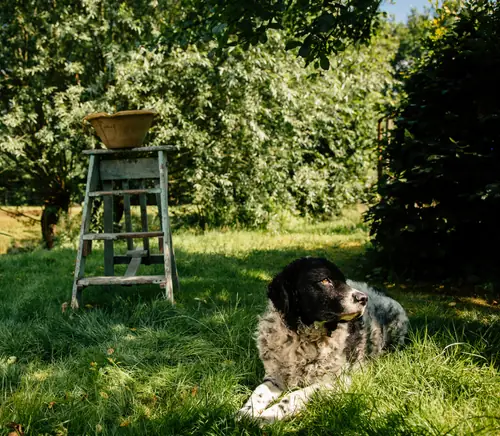 Villa Boskamp - B&B Enschede