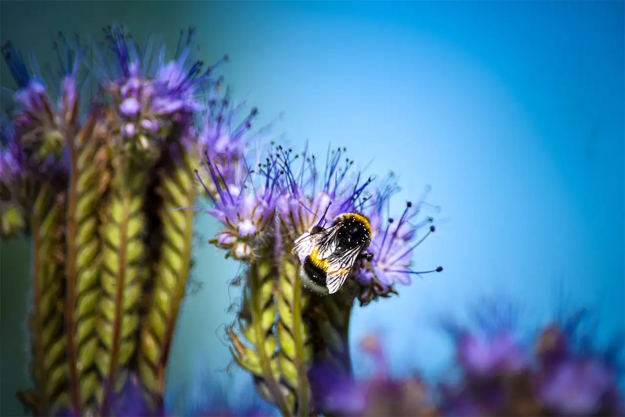 Het Goudklompje - Bed and Breakfast Hengelo
