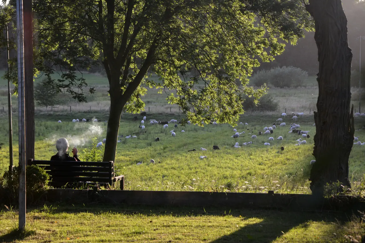 Bed onder de Bomen - Bed and Breakfast Renkum