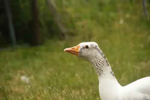 Ganzenhof - Ferienwohnung Middelburg