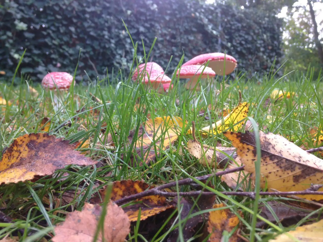 Groeneveld - B&B Deurne