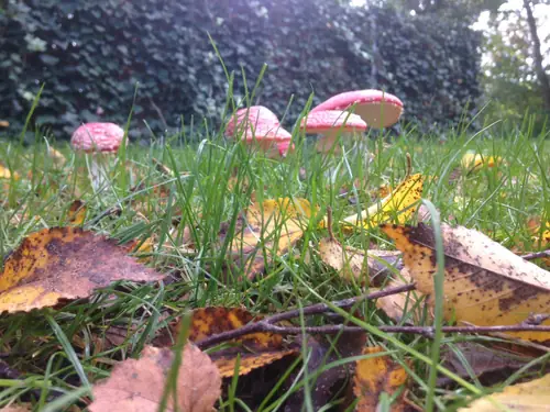 Groeneveld - B&B Deurne