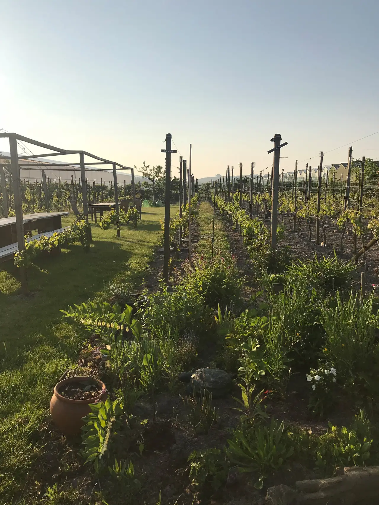 Wijngaard Noordwijk - B&B Noordwijk-Binnen