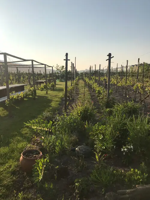 Wijngaard Noordwijk - B&B Noordwijk-Binnen