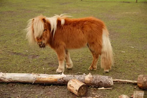 Sloapstee - B&B Schoonloo