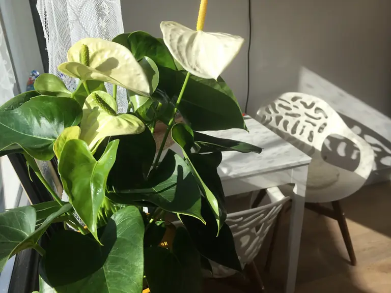 B&B Het Vogeltje - Bed and Breakfast Harderwijk